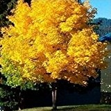 10pcs / pack gelben Ahornbaum Live-Samen Hausgarten Norwegen Ahorn Gold Baumsamen gut Bonsai Preis wird bis bald