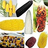 10pcs Rare Sweet Corn Seed Frische Bio-Heirloom GemŸse Popcorn