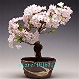 10pcs seltenen japanischen Sakura-Samen Kirschblüte Samen Bonsai Pflanzen für Haus & Garten