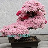 10pcs seltenen japanischen Sakura-Samen Kirschblüte Samen Bonsai Pflanzen für Haus & Garten