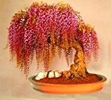 10seeds / bag Rare Gold Mini Bonsai Wisteria Baum Samen Indoor Zierpflanzen