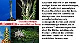 10x Alluaudia procera Kaktus Baum Zimmerpflanze Samen Saatgut Succulent 99% Ausbeute #264