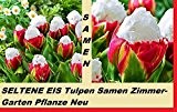 10x Eis Tulpen Samen Selten Rarität Garten Zimmerpflanze Blumen Tulpe #219