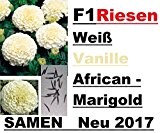 10x F1 Riesen Weiß Vanille African Marigold Saatgut Samen Blumen Blumensamen Garten Pflanze Neuheit #56