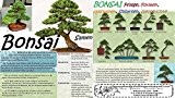 10x Japanese Bonsai Samen Saatgut Hingucker Baum Pflanze Rarität Neue Sorte schnelwuchs #69