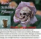 10x Rosen Schädel Samen Garten Blume Pflanze Rose Rarität Antirrhinummajus Frisches Saatgut #7