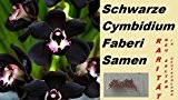 10x Schwarze Cymbidium Faberi Samen Orchidee Blumensamen Pflanze Neu Selten #216