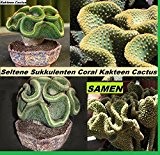 10x Seltene Sukkulenten Coral Kaktus Cactus Neu Pflanze 2016 99% Ausbeute #203