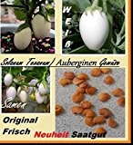 10x Solanum Texanum Auberginen Samen Hingucker Pflanze Gemüse essbar lecker #162 (Weiß)