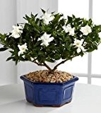 11.11 Promotion! 100 Gardenia Seeds (Cape Jasmin) -DIY Hausgarten-Topf Bonsai, erstaunliche Geruch und schöne Blumen, freies Shipp