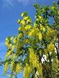 120 Samen -Indischer Goldregen-Gelbe Kassie- (Cassia fistula)