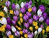 15 Mixed Crocus Bulbs Ready to Plant (Free Postage UK)