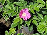 15 Stück rosa Hecken- Apfel- Kartoffelrose- Hagebutte (rosa rugosa) Wurzelware- 2-3 Triebe- 60-80 cm