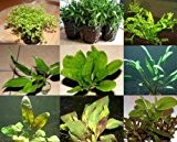 15 Töpfe 7 Sorten Aquarienpflanzen, Wasserpflanzen