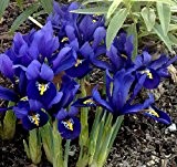 15 x Iris reticulata bulbs (Harmony)