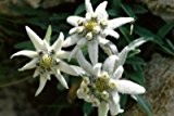 150 Samen Alpen-Edelweiß (Leontopodium alpinum) Edelweiss