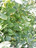 150 Stück Heckenpflanzen Weiß-Hainbuchen (carpinus betulus) Wurzelware 50-80 cm