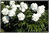 15pcs / Pfingstrosensamen. Paeonia suffruticosa 12 Farben Indoor-Bonsai Blumensamen für Heimgartenpflanze Pfingstrose Blumensamen