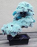 15pcs / seltenen blauen japanischen Sakura-Samen, Kirschblüte Zier Bonsai - Pflanze
