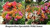 15x Bougainvillea Samen Hingucker Blume Blumensamen Pflanze Rarität Baum Saatgut Garten Neuheit #100