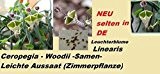 15x Ceropegia Woodii Samen Leuterblume Linearis Zimmerpflanze Neu 2016 Neue Sorte Samen Seltene Pflanze Rarität selten #207