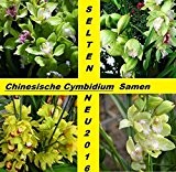 15x Chinesische Cymbidium Samen Neu Selten In DE Außen - Innen Pflanze Neu #209