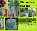 15x Dichondra Repens Pflanze Samen Garten Saatgut Neue Sorte Frisch Garten #75