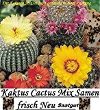 15x Kaktus Cactus Mix Samen Saatgut frisch Pflanze Neue Ernte 100% Ausbeute Zimmerpflanze Zimmer Pflanze Neuheit #86