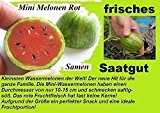 15x Mini Melonen Samen Saatgut Obst Pflanze Rarität essbar lecker Neuheit #135