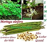 15x Moringa oleifera Samen Saatgut Hingucker Pflanze Rarität Garten Alles essbar gesund Neuheit #105