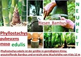 15x Moso Bambus Riesenbambus Saatgut Frische Samen Garten Neuheit Pflanze #281