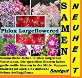 15x Phlox Largeflowered Samen Blumen Neu 2016 Pflanze Rarität Duft Garten #152