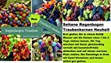 15x Regenbogen Trauben Bunt Samen Saatgut Pflanze Rarität ObstNeuheit #140
