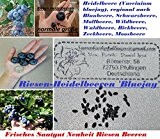 15x Riesen Heidelbeeren Blaubeere NEU Samen Garten Pflanze Süß Saatgut Obst Samen Garten Pflanze Süß Saatgut Obst #284
