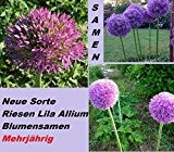 15x Riesen Lila Blumen Samen Hingucker Pflanze Rarität Garten Blumen #212
