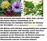 15x Seltene Datura Bunt Mix Samen Hingucker Pflanze Rarität Blumen Garten Neu #2