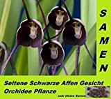 15x Seltene Schwarze Affen Gesicht Orchideen Hingucker Orchidee Pflanze #211