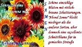 15x Sonnenblume Abendsonne Mix verschiedene Farben Blumensamen Saatgut Samen Blumen Garten Pflanze Neuheit #79