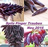 15x Spitz Finger Trauben Neu Samen Hingucker Pflanze Rarität Obst Neu 2016 #208