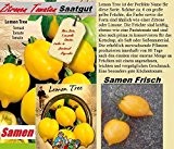 15x Zitronen Tomaten Samen Saatgut Pflanze Rarität essbar lecker Gemüse Garten Neuheit #114