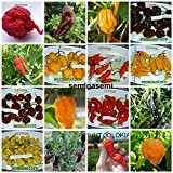 160 Seeds CHILLI in 16 Sorten von warmen und Mehr Tasty Welt COLLECTION 2.10 Carolina Reaper, 10 GHOST CHILI CHOCOLATE, ...