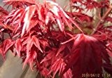 1bag = 10pcs Japanische Blutrebe seltene Blumensamen exotische HERB GIANT Blumenzwiebel-Baum Samen mini eingetopft Kirsche Bonsai Heim & Garten