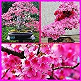 1bag = 20 Stück Bonsai-Baum japanischen Sakura-Samen Bonsai Blume Kirschblüten saubere Luft gutes Geschenk für Kind nach Hause & Gartendekoration