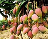 1bag = 2pcs GIANT MANGO TREE Samen selten HERB exotische köstlichen Früchte Samen mini eingetopft Kirsche Bonsai Heim & free ...