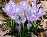 1Bag = 50pcs heiße Verkaufs-japanische Crocus sativus Samen Regenbogen Blumensamen Bonsai Kirschtomate Organisch Haus & Garten freies Verschiffen