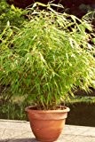 1x Bambus Pflanze Fargesia rufa 40-50cm -jetzt mehr Erholung im Garten erleben!