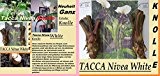 1x Wurzel Knolle Tacca Nivea white Fledermaus Pflanze Garten Frisch original