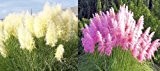 2 Arten - Pampasgras - Cortaderia selloana pink+weiß - 50 Samen