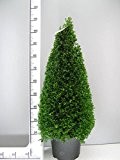 2 Buchsbaum Kegel, Höhe: 110-120 cm, Pyramide, Buxus Formschnitt !