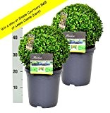 2 Buchsbaum Kugel 30cm + gratis Dünger. Zertifiziert mit dem TOPBUXUS ECO-PLANT-Label. Gezüchtet ohne Gift.